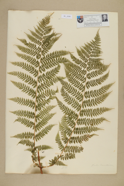 image NHM_HH_42.158-2010