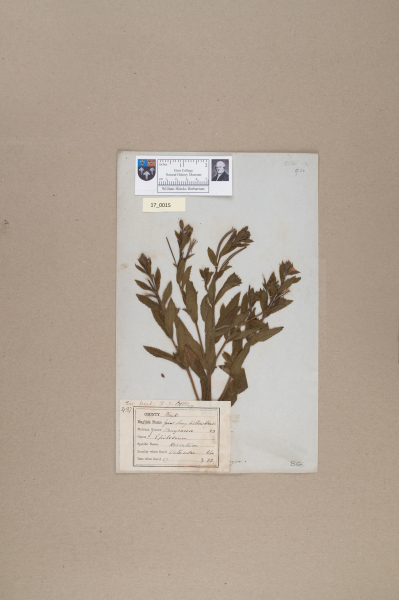 NHM_HH_17.15-2010 image NHM_HH_17.15-2010