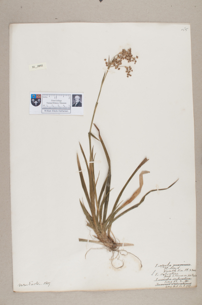 NHM_HH_31.41-2010 image NHM_HH_31.41-2010