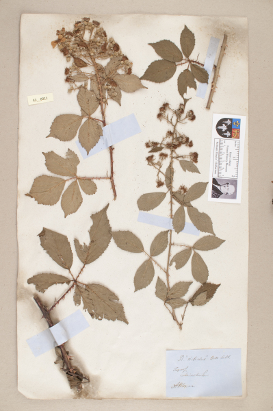 NHM_HH_43.11-2010 image NHM_HH_43.11-2010