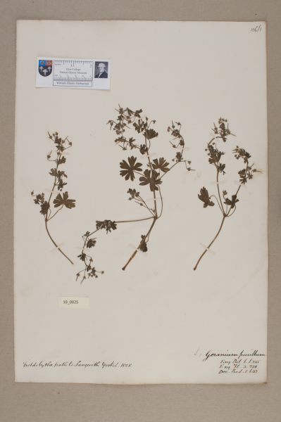 NHM_HH_19.25-2010 image NHM_HH_19.25-2010