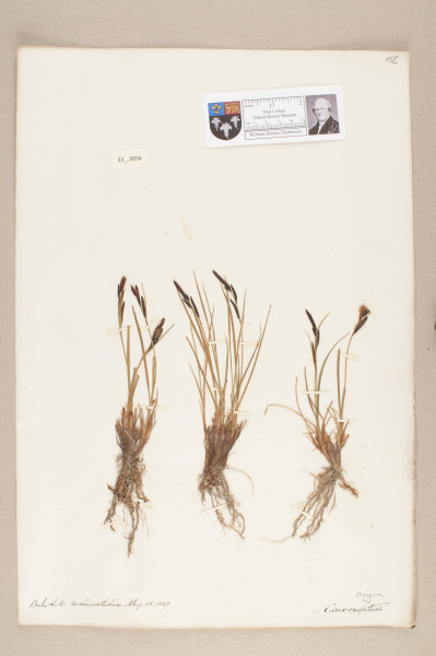 NHM_HH_33.56-2010 image NHM_HH_33.56-2010