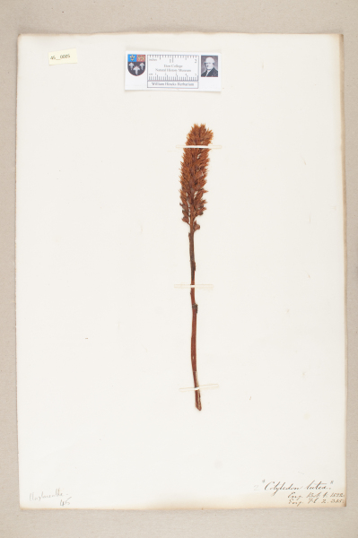 NHM_HH_45.5-2010 image NHM_HH_45.5-2010