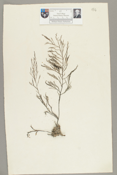 image NHM_HH_1.184-2010