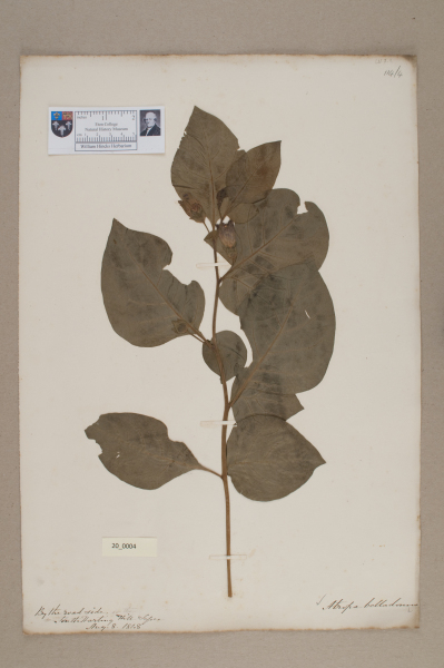 NHM_HH_20.4-2010 image NHM_HH_20.4-2010