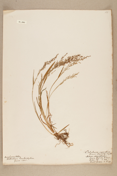 NHM_HH_34.62-2010 image NHM_HH_34.62-2010