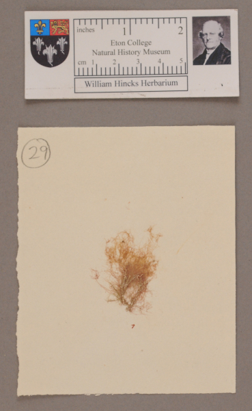 NHM_HH_1.29-2010 image NHM_HH_1.29-2010