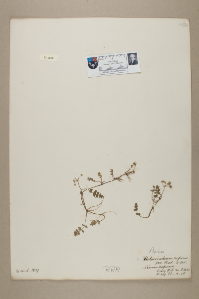 NHM_HH_22.14-2010 image NHM_HH_22.14-2010