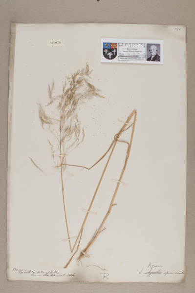 NHM_HH_35.76-2010 image NHM_HH_35.76-2010