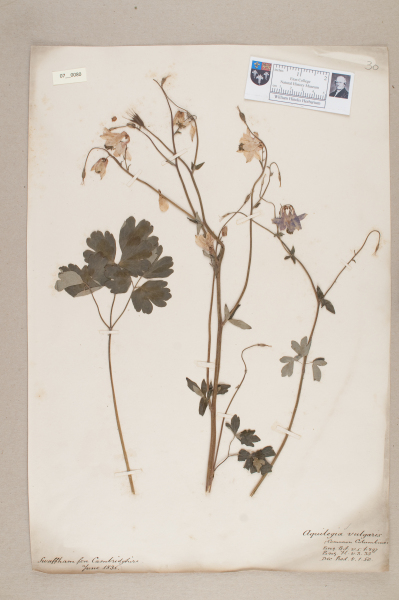 NHM_HH_7.80-2010 image NHM_HH_7.80-2010