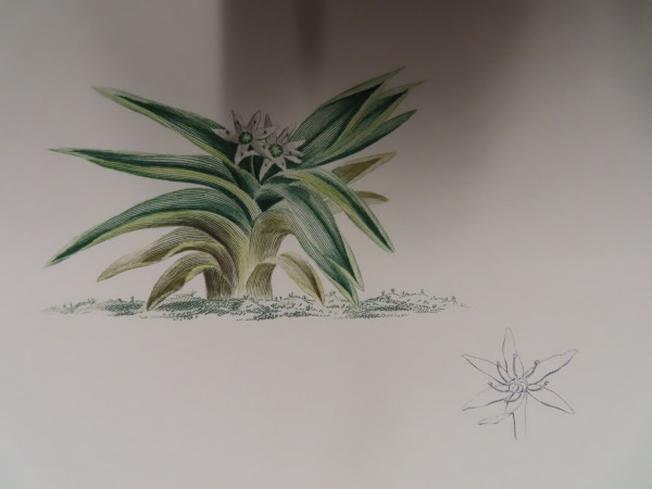 image FDA-E.2916_34_19-2016-A