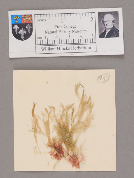 NHM_HH_1.95-2010 image NHM_HH_1.95-2010