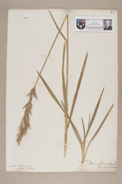 NHM_HH_37.30-2010 image NHM_HH_37.30-2010