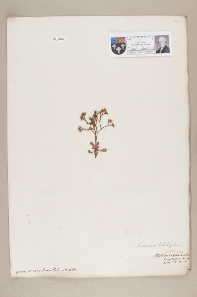 NHM_HH_8.80-2010 image NHM_HH_8.80-2010