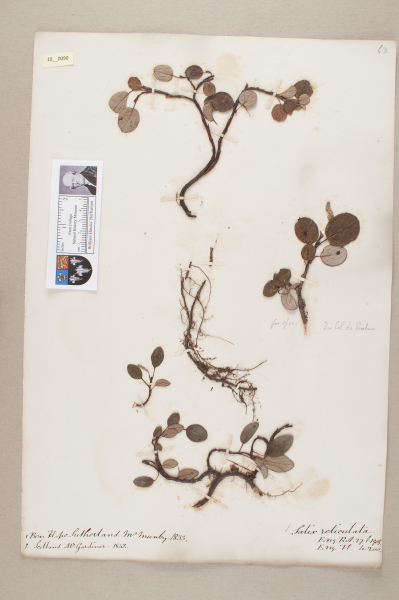 NHM_HH_10.90-2010 image NHM_HH_10.90-2010