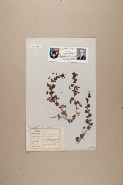 NHM_HH_25.34-2010 image NHM_HH_25.34-2010