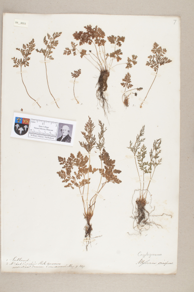 NHM_HH_4.11-2010 image NHM_HH_4.11-2010