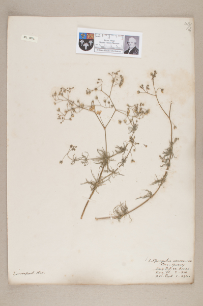 NHM_HH_9.75-2010 image NHM_HH_9.75-2010