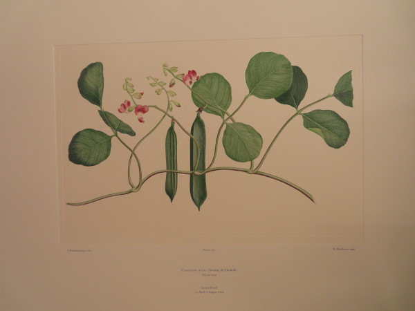 FDA-E.2916_28_16-2016-A image FDA-E.2916_28_16-2016-A