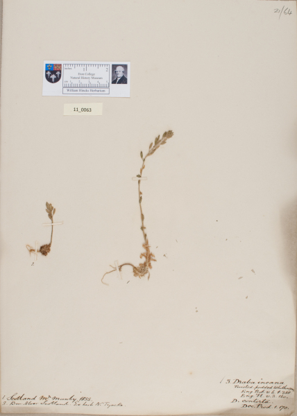 NHM_HH_11.63-2010 image NHM_HH_11.63-2010