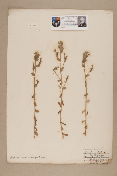 NHM_HH_26.27-2010 image NHM_HH_26.27-2010