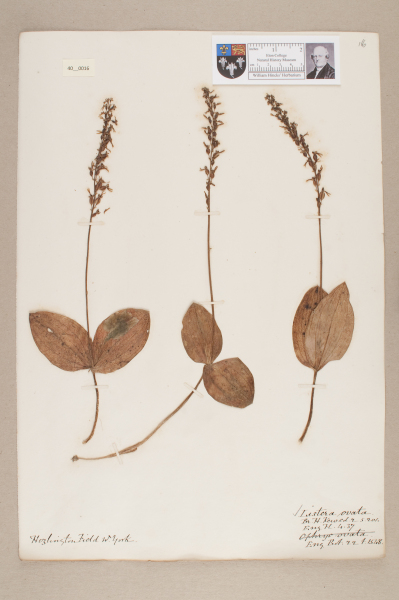 NHM_HH_40.16-2010 image NHM_HH_40.16-2010