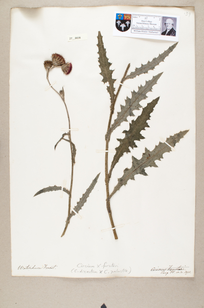 NHM_HH_27.28-2010 image NHM_HH_27.28-2010