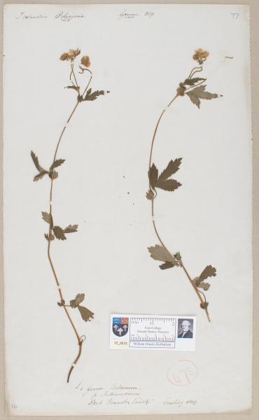 NHM_HH_13.73-2010 image NHM_HH_13.73-2010