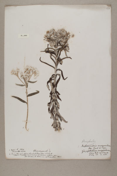 image NHM_HH_28.90-2010