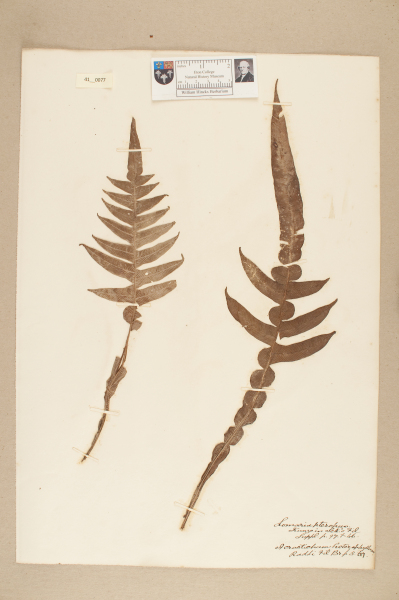 NHM_HH_41.77-2010 image NHM_HH_41.77-2010