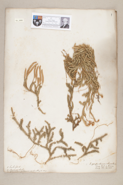 NHM_HH_3.6-2010 image NHM_HH_3.6-2010