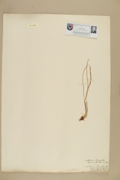 NHM_HH_42.19-2010 image NHM_HH_42.19-2010