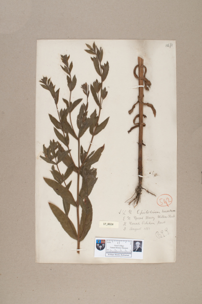 NHM_HH_17.24-2010 image NHM_HH_17.24-2010