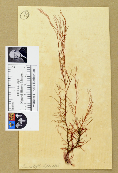 NHM_HH_1.10-2010 image NHM_HH_1.10-2010