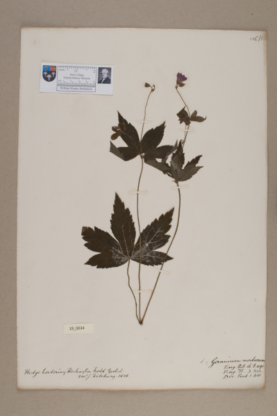 NHM_HH_19.34-2010 image NHM_HH_19.34-2010