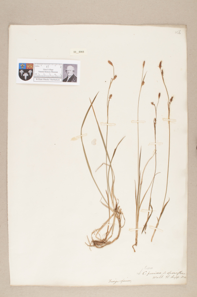 NHM_HH_33.65-2010 image NHM_HH_33.65-2010