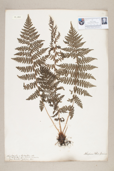 NHM_HH_5.14-2010 image NHM_HH_5.14-2010