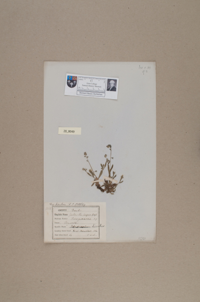NHM_HH_20.49-2010 image NHM_HH_20.49-2010