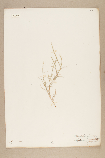 NHM_HH_34.72-2010 image NHM_HH_34.72-2010