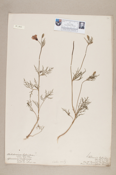 NHM_HH_7.111-2010 image NHM_HH_7.111-2010