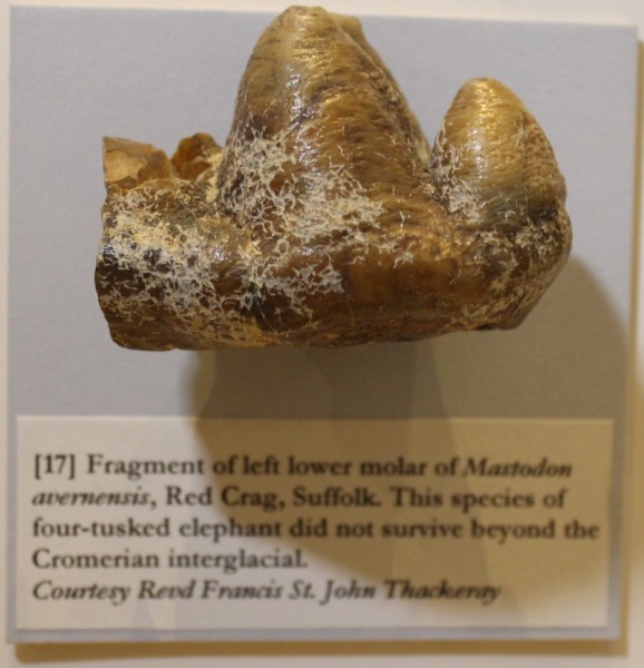 NHM-FT.43-2016 image NHM-FT.43-2016