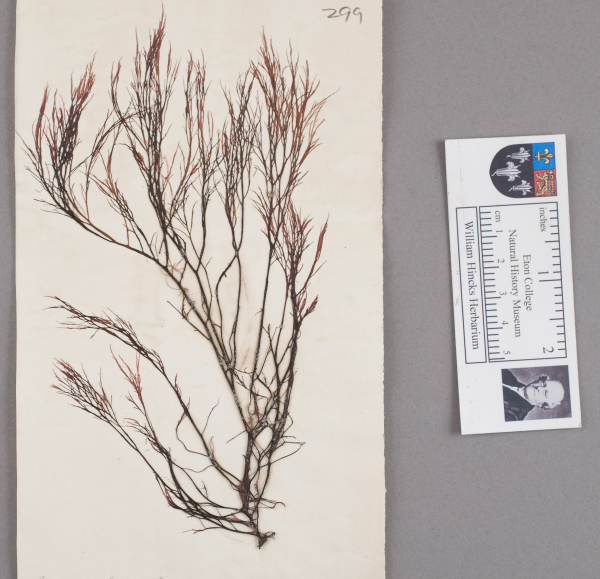 NHM_HH_1.299-2010 image NHM_HH_1.299-2010