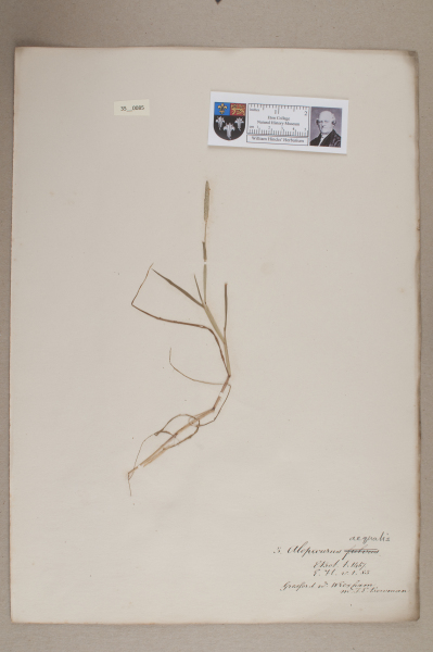 NHM_HH_35.85-2010 image NHM_HH_35.85-2010