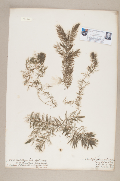 NHM_HH_7.9-2010 image NHM_HH_7.9-2010