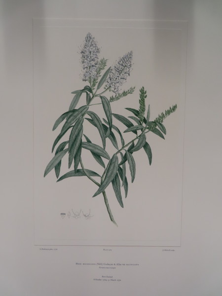 image FDA-E.2916_25_7-2016-A