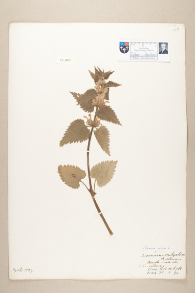 NHM_HH_23.7-2010 image NHM_HH_23.7-2010