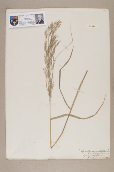 NHM_HH_37.4-2010 image NHM_HH_37.4-2010