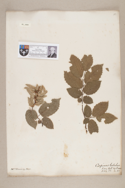 NHM_HH_8.9-2010 image NHM_HH_8.9-2010