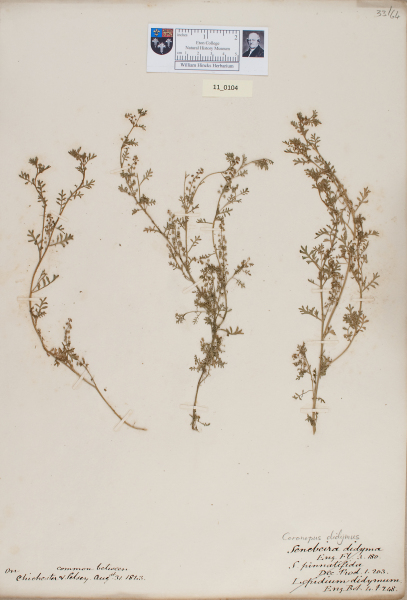 NHM_HH_11.104-2010 image NHM_HH_11.104-2010