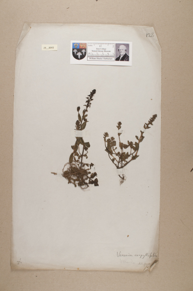 NHM_HH_25.43-2010 image NHM_HH_25.43-2010